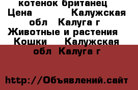 котенок-британец › Цена ­ 2 500 - Калужская обл., Калуга г. Животные и растения » Кошки   . Калужская обл.,Калуга г.